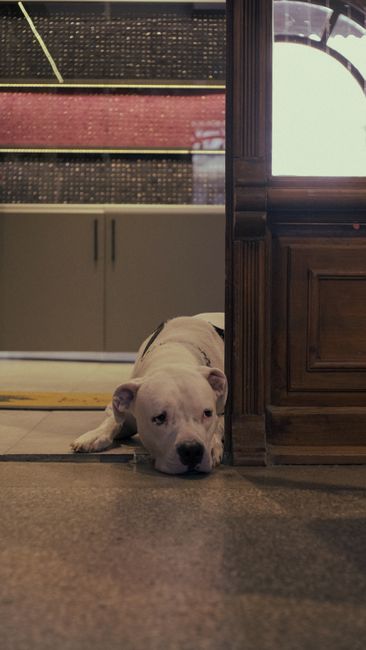 A white dog with a muscular build and a broad head lies on a tiled floor beneath a wooden doorway, partially hidden behind a dark wooden partition. The dog has a calm expression with relaxed ears and