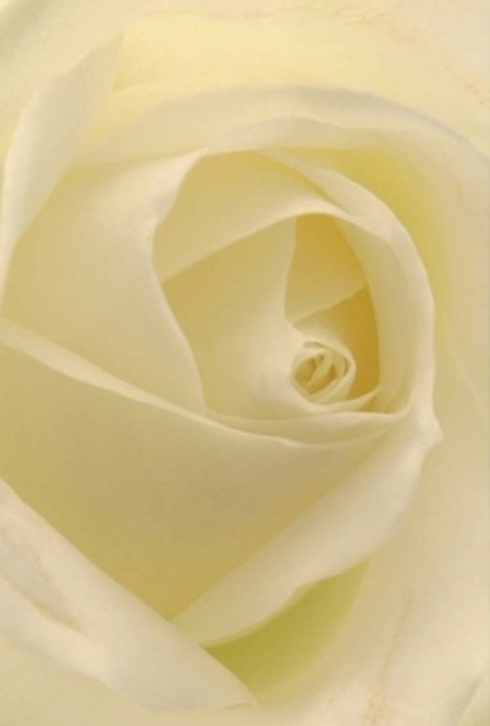 This detailed image presents a classic white rose in extreme close-up, so near that the frame is entirely consumed by the delicate architecture of its petals. Starting from the outer edges, the petals splay gently outward, broad and smooth, with a softly matte texture that implies the cool, velvety feel you'd notice if you traced them with your fingertips. Moving inward, each subsequent layer tightens and curves, folding over itself in a precise spiral that draws the eye to the calm, centred core of the flower. The colour palette is restrained but richly nuanced: shades of snow-white blend into warm cream, with just the faintest suggestion of pale butter-yellow at the innermost whorl, reminiscent of early sunlight drifting across the paths on Blackheath Common. The lighting is soft and even, falling from above and slightly to one side so that every petal edge is gently highlighted, while the natural creases settle into fine shadows. These small pockets of shade create a subtle sense of depth and movement, giving the impression that the rose is slowly, serenely breathing. No stems, leaves, or vase are visible; the entire composition is devoted to the rose itself, offering a moment of stillness and contemplation. Imagining its fragrance, one senses a light, clean scent-more like fresh linen and cool air through an open Blackheath Village window than heavy perfume-perfect for settings where quiet comfort and grace are needed. As a florist, I recognize this bloom as ideal for heartfelt gestures: nestled into an elegant bridal bouquet, arranged in clusters for a memorial service in a local church, or presented as a single, meaningful stem delivered to a home off Tranquil Vale. The photo honours the rose's purity, resilience, and refined simplicity, capturing the same thoughtful artistry we strive for in every arrangement crafted for our Blackheath community.