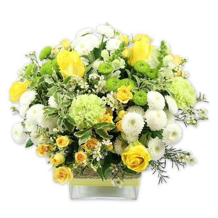 A fresh, joyful centrepiece in a clear square glass vase bursts with a carefully chosen mix of yellow, white, and green flowers, creating a rounded arrangement that feels both abundant and thoughtfully composed. At the heart of this bouquet, classic yellow roses stand tall, their layered petals unfurling in smooth, velvety spirals, set off by a few elegant buds that lend a sense of quiet anticipation. Around them, stems of yellow spray roses offer clusters of smaller blooms, each one a tiny echo of the larger roses, building up a rich, sunlit texture. White pompom chrysanthemums are scattered throughout, their dense, spherical heads forming plush mounds that give the arrangement a soft, cushioned appearance and a cool contrast to the warm yellows. Adding playful detail, lime green button chrysanthemums pop up between the larger blossoms, perfectly rounded and bright, complemented by bigger, frilled pale-green flowers that recall ruffled carnations or specialty green mums. These cooler green blooms thread through the design like little pockets of shade under a tree on Blackheath. The flowers are framed and supported by a generous collar of greenery: broad, variegated leaves edged with creamy white, deeper green foliage that adds weight and structure, and finer sprigs of filler greens that extend gently at the edges, preventing the shape from feeling too rigid. Tiny white filler flowers, each like a small star, sparkle through the greenery, heightening the arrangement's sense of intricacy and fullness. The stems are visible through the glass vase, whose mid-section is wrapped with a textured, natural band-perhaps woven bark or raffia-overlaid with a bright lime green ribbon that ties in beautifully with the button mums. Set against a plain white backdrop, the colours feel as clear and airy as a spring day around Blackheath Village, ideal for celebrating a birthday, sending congratulations, or simply brightening a calm living room overlooking the Heath.